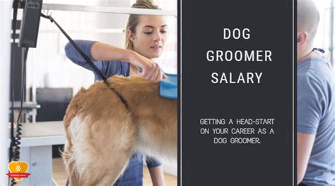 dog groomer salary|how much should u get paid for washing and drying dog.